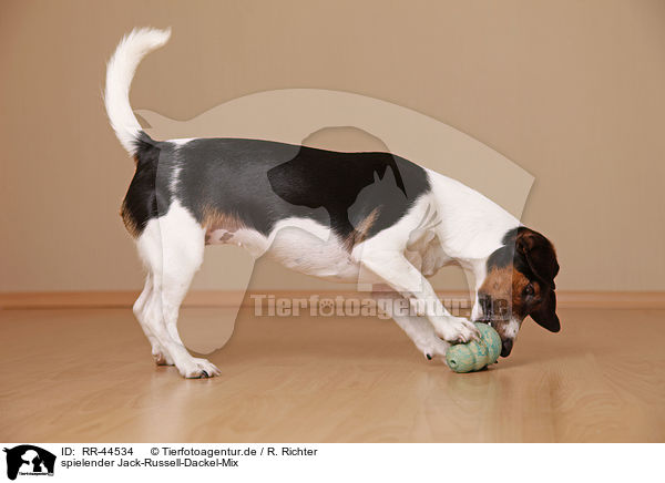 spielender Jack-Russell-Dackel-Mix / playing mongrel / RR-44534