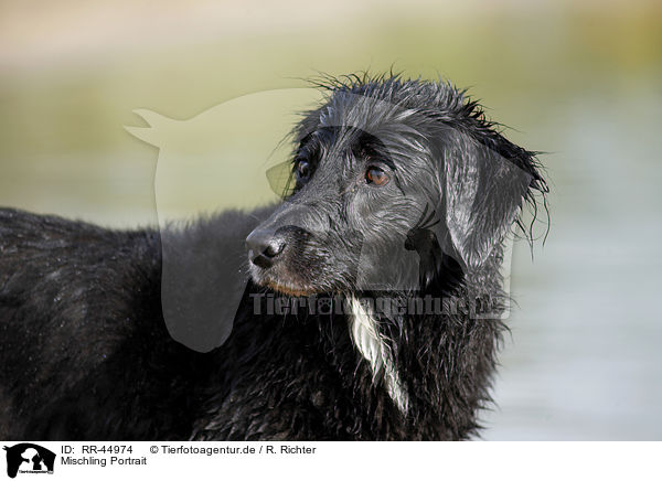 Mischling Portrait / mongrel portrait / RR-44974