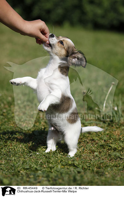 Chihuahua-Jack-Russell-Terrier-Mix Welpe / mongrel puppy / RR-45449