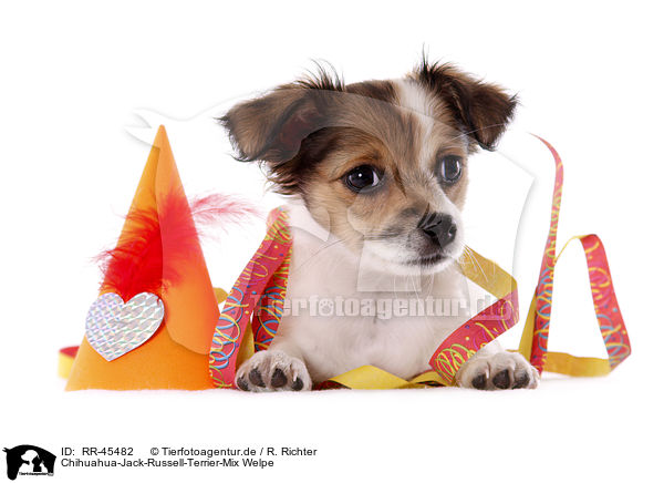 Chihuahua-Jack-Russell-Terrier-Mix Welpe / mongrel puppy / RR-45482