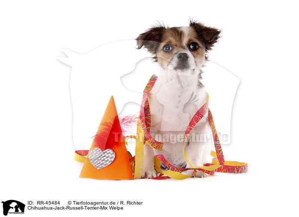 Chihuahua-Jack-Russell-Terrier-Mix Welpe / mongrel puppy / RR-45484