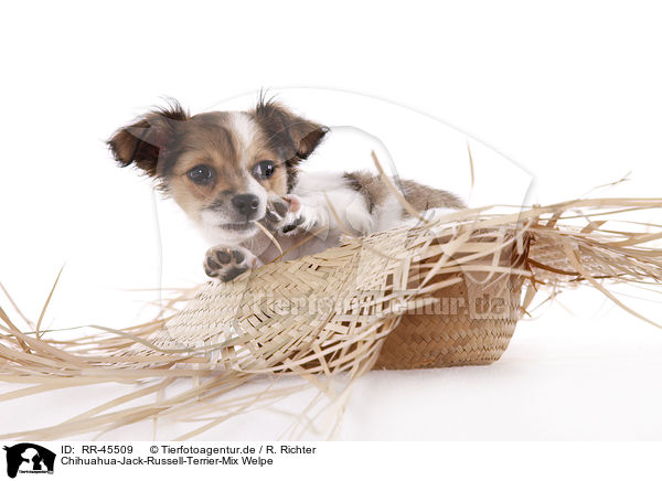 Chihuahua-Jack-Russell-Terrier-Mix Welpe / mongrel puppy / RR-45509