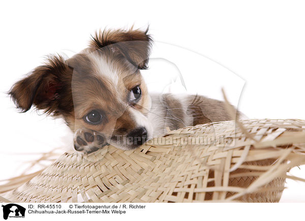 Chihuahua-Jack-Russell-Terrier-Mix Welpe / mongrel puppy / RR-45510