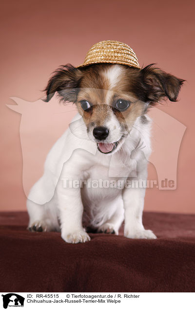 Chihuahua-Jack-Russell-Terrier-Mix Welpe / mongrel puppy / RR-45515