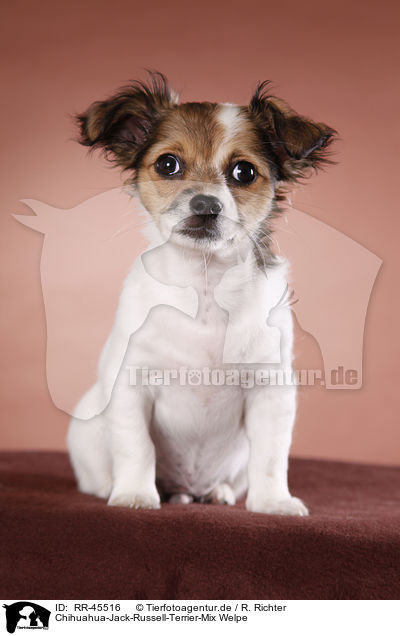 Chihuahua-Jack-Russell-Terrier-Mix Welpe / mongrel puppy / RR-45516