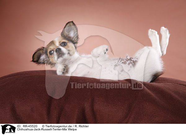 Chihuahua-Jack-Russell-Terrier-Mix Welpe / mongrel puppy / RR-45520