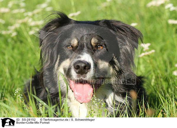 Border-Collie-Mix Portrait / mongrel portrait / SS-28152