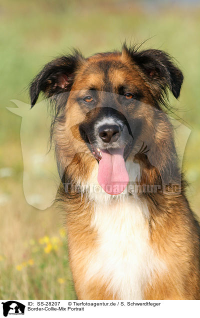 Border-Collie-Mix Portrait / mongrel portrait / SS-28207