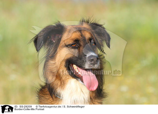 Border-Collie-Mix Portrait / mongrel portrait / SS-28209