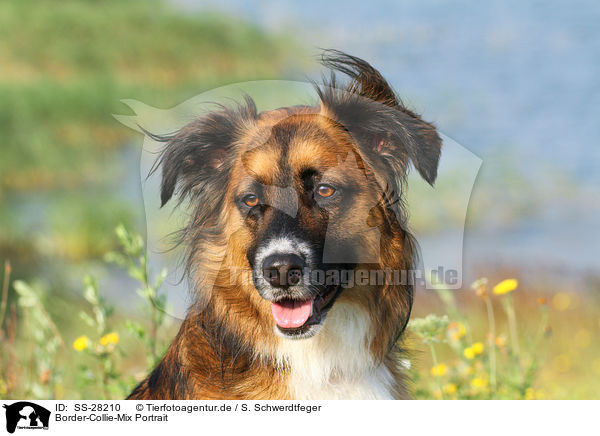 Border-Collie-Mix Portrait / mongrel portrait / SS-28210