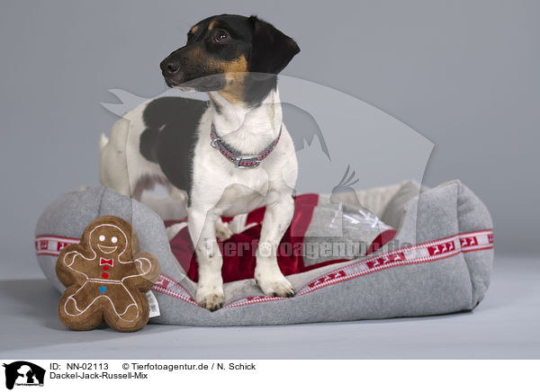 Dackel-Jack-Russell-Mix / mongrel / NN-02113