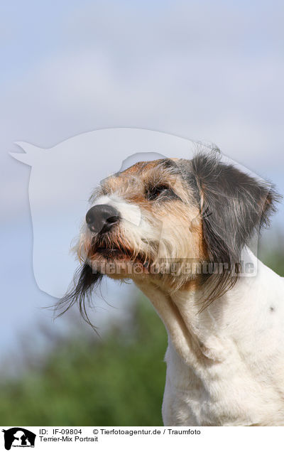 Terrier-Mix Portrait / mongrel portrait / IF-09804
