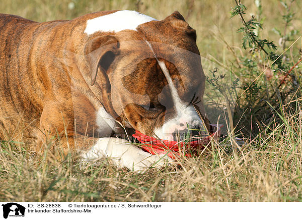 trinkender Staffordshire-Mix / drinking mongrel / SS-28838