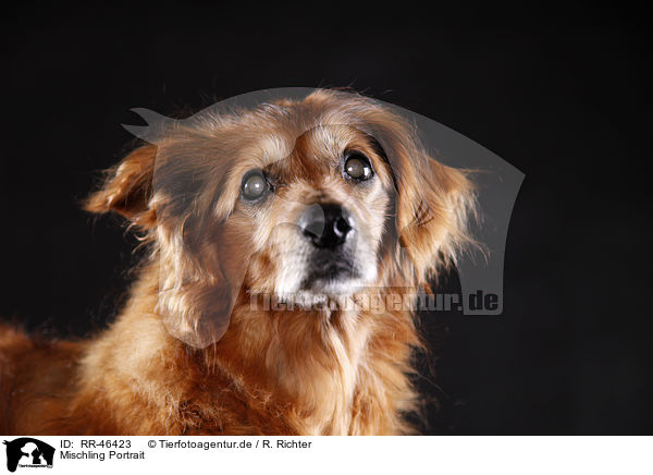 Mischling Portrait / mongrel portrait / RR-46423