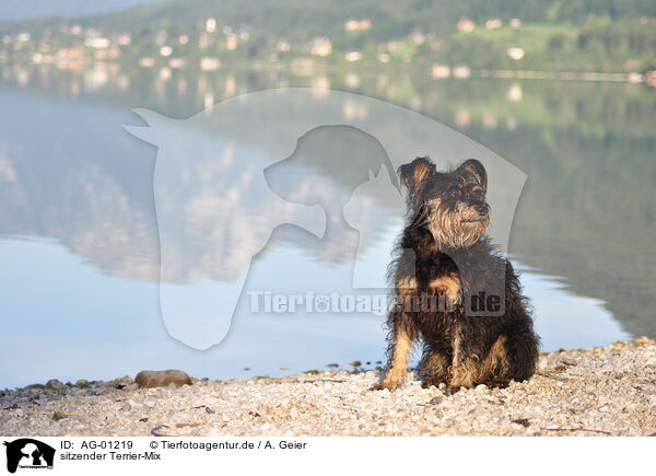 sitzender Terrier-Mix / AG-01219