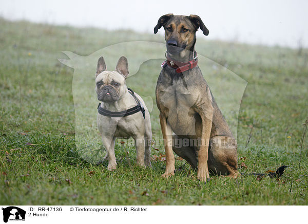 2 Hunde / 2 dogs / RR-47136