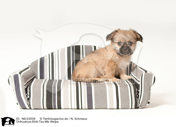 Chihuahua-Shih-Tzu-Mix Welpe / mongrel puppy / NS-03506