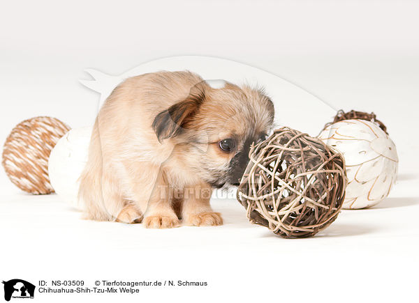 Chihuahua-Shih-Tzu-Mix Welpe / mongrel puppy / NS-03509