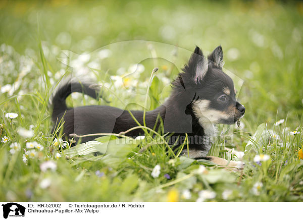 Chihuahua-Papillon-Mix Welpe / puppy / RR-52002