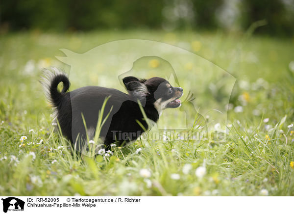 Chihuahua-Papillon-Mix Welpe / puppy / RR-52005