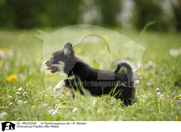 Chihuahua-Papillon-Mix Welpe / puppy / RR-52006