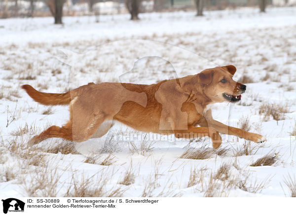 rennender Golden-Retriever-Terrier-Mix / running mongrel / SS-30889