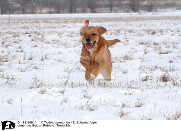 rennender Golden-Retriever-Terrier-Mix / running mongrel / SS-30911