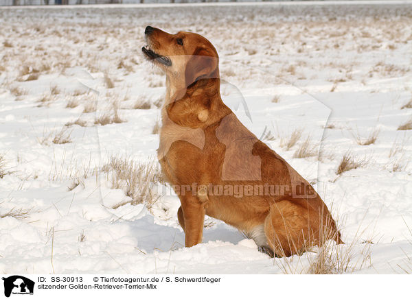 sitzender Golden-Retriever-Terrier-Mix / sitting mongrel / SS-30913
