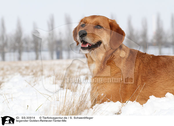 liegender Golden-Retriever-Terrier-Mix / lying mongrel / SS-30914