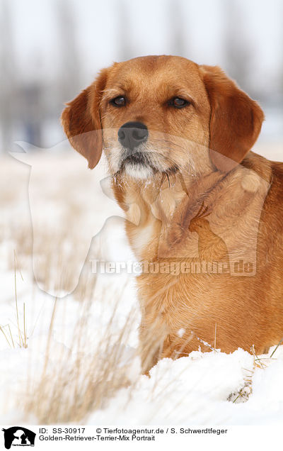 Golden-Retriever-Terrier-Mix Portrait / mongrel portrait / SS-30917