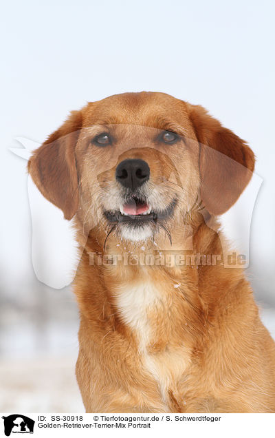 Golden-Retriever-Terrier-Mix Portrait / mongrel portrait / SS-30918