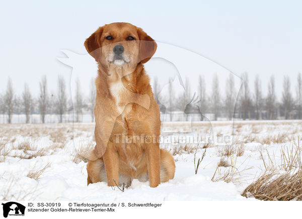 sitzender Golden-Retriever-Terrier-Mix / sitting mongrel / SS-30919