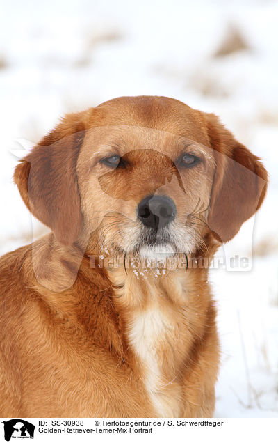 Golden-Retriever-Terrier-Mix Portrait / mongrel portrait / SS-30938