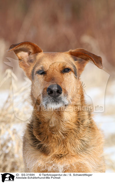 Airedale-Schferhund-Mix Portrait / mongrel portrait / SS-31684