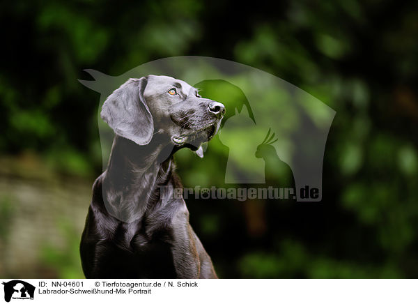 Labrador-Schweihund-Mix Portrait / mongrel portrait / NN-04601