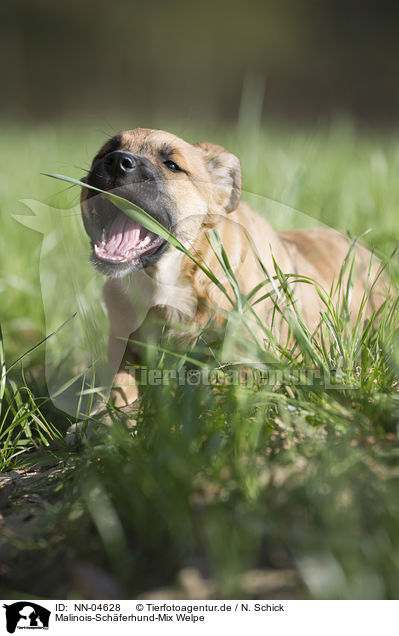 Malinois-Schferhund-Mix Welpe / mongrel puppy / NN-04628