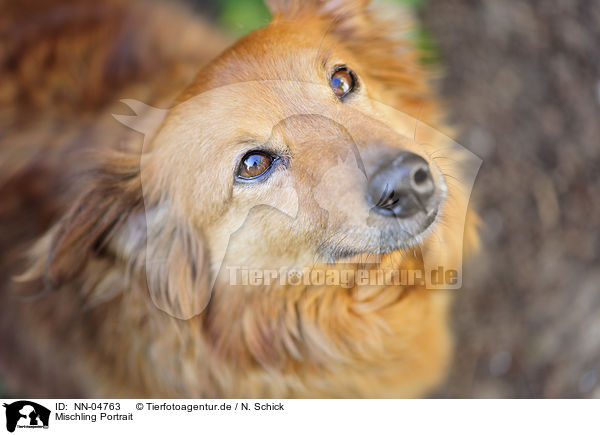 Mischling Portrait / mongrel portrait / NN-04763