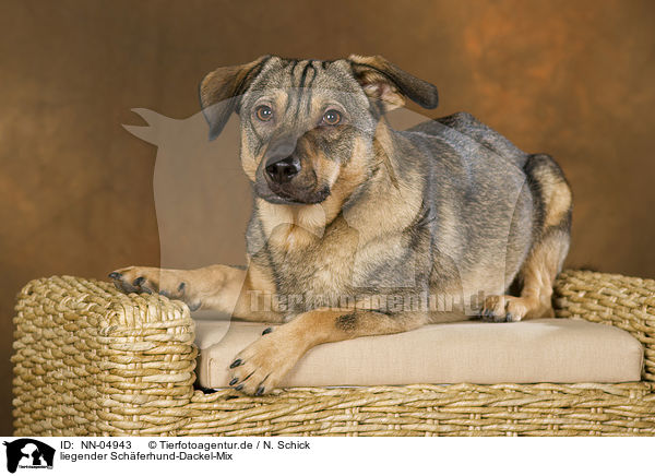 liegender Schferhund-Dackel-Mix / lying mongrel / NN-04943