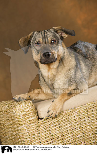 liegender Schferhund-Dackel-Mix / lying mongrel / NN-04944