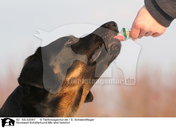 Hovawart-Schferhund-Mix wird belohnt / feeding a mongrel / SS-32087