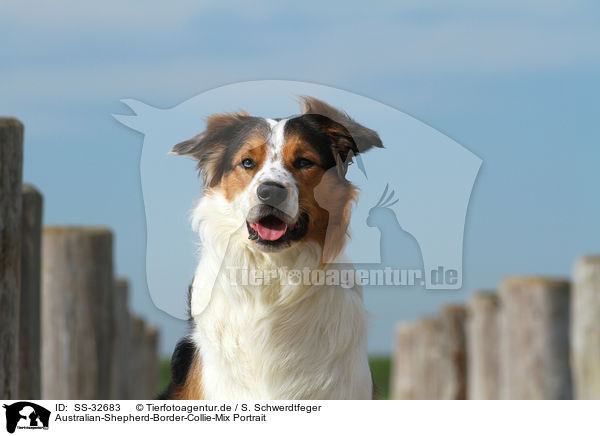 Australian-Shepherd-Border-Collie-Mix Portrait / mongrel portrait / SS-32683
