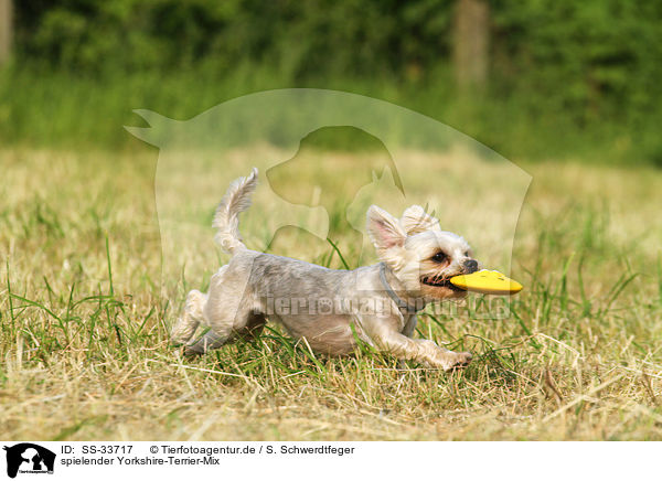 spielender Yorkshire-Terrier-Mix / playing mongrel / SS-33717
