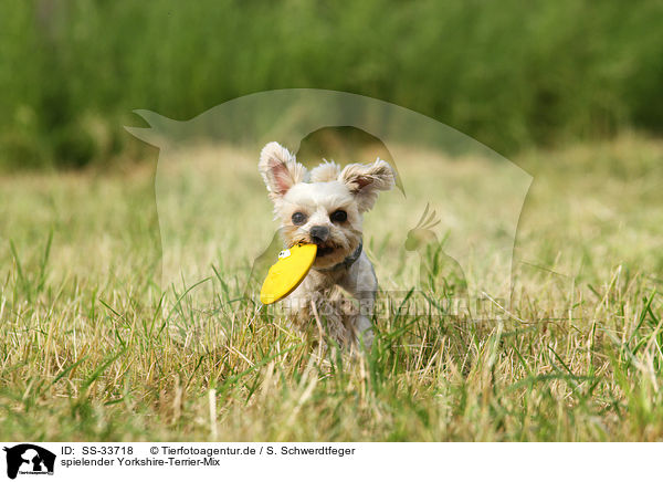 spielender Yorkshire-Terrier-Mix / playing mongrel / SS-33718
