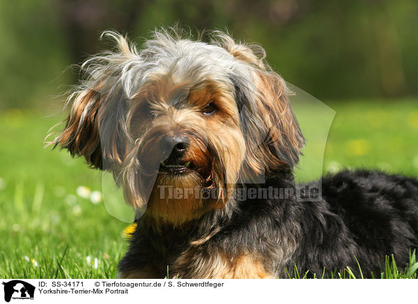 Yorkshire-Terrier-Mix Portrait / mongrel portrait / SS-34171