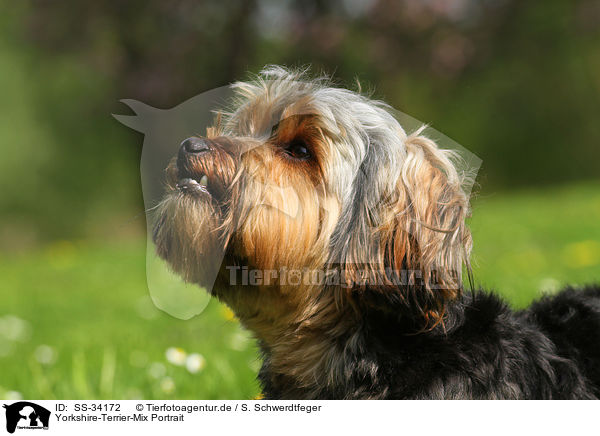 Yorkshire-Terrier-Mix Portrait / mongrel portrait / SS-34172