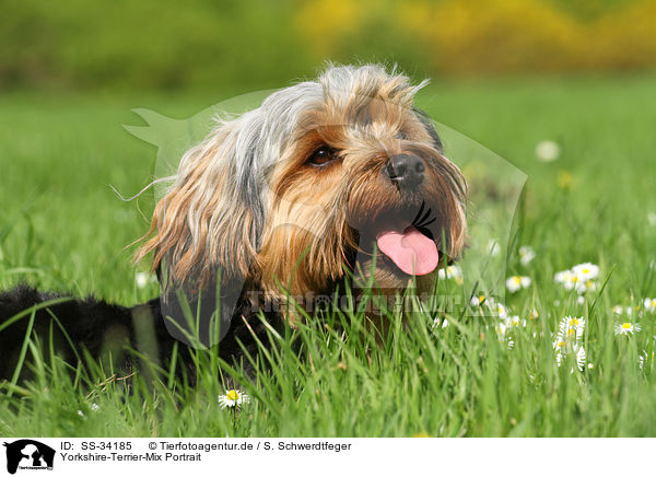 Yorkshire-Terrier-Mix Portrait / mongrel portrait / SS-34185