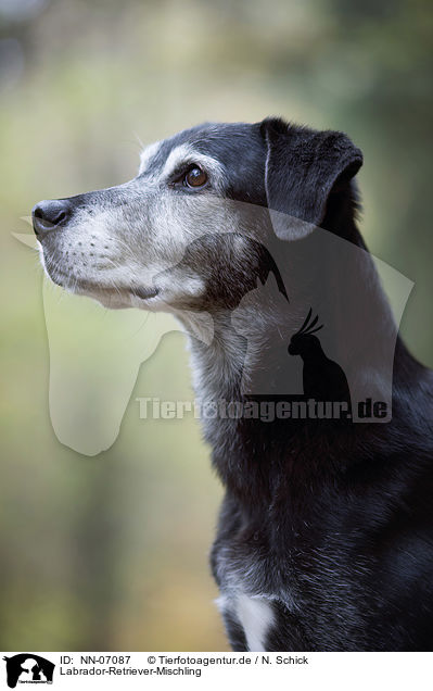 Labrador-Retriever-Mischling / Labrador-Retriever-Mongel / NN-07087