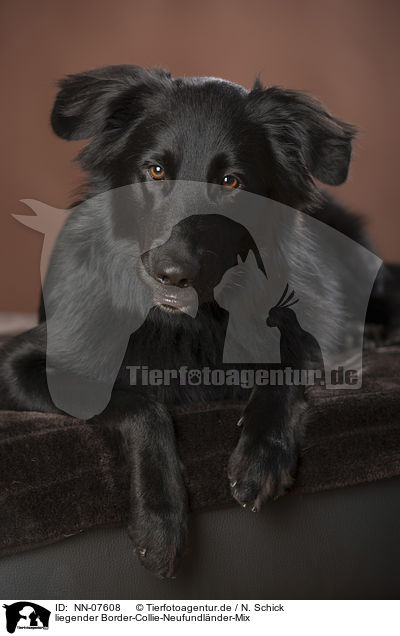 liegender Border-Collie-Neufundlnder-Mix / lying mongrel / NN-07608