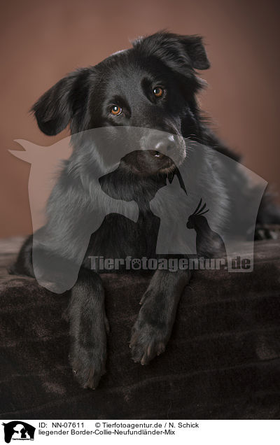 liegender Border-Collie-Neufundlnder-Mix / lying Border-Collie-Newfoundland mongrel / NN-07611