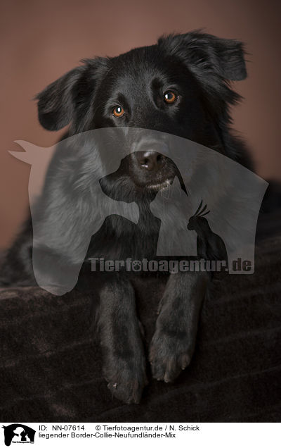 liegender Border-Collie-Neufundlnder-Mix / lying Border-Collie-Newfoundland mongrel / NN-07614